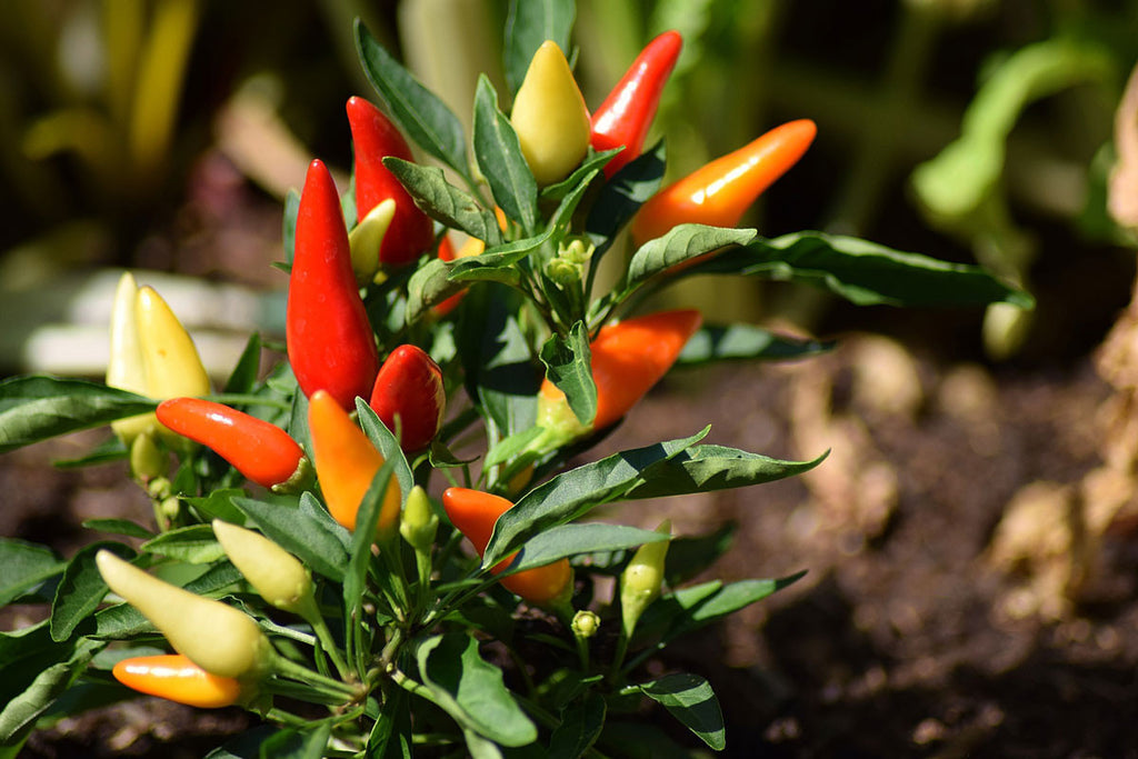 Chili peppers have been a part of the human diet in the Americas since at least 7500 BCE.